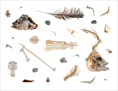 Shore Debris