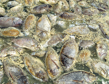 Tilapia Die-Off